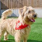 battersea dogs lottery